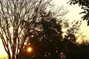 The sun's ray breaks through the branches and leaves of a tall tree. photo