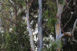 Dense eucalyptus forest in northern Israel. photo