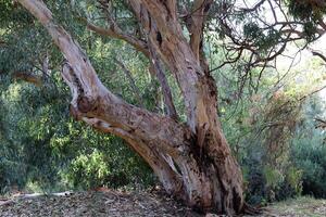 Dense eucalyptus forest in northern Israel. photo