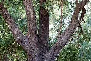 Dense eucalyptus forest in northern Israel. photo