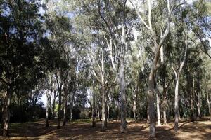 Dense eucalyptus forest in northern Israel. photo