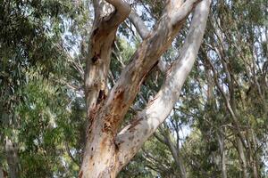 Dense eucalyptus forest in northern Israel. photo
