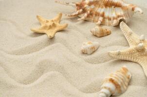 Seashells and starfish on sand photo