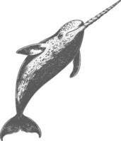 narwhal animal with engraving style black color only vector