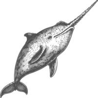 narwhal animal with engraving style black color only vector