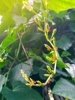 Fava Bean Flowers, Bean Tree with prospective Baklava Bean flowers. photo