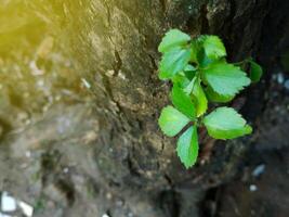 Grass grows on trees and symbolizes struggle photo