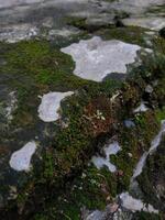 Close up, The green moss growing in the cracks of the cement floor photo