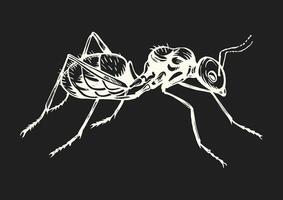 Black and white drawing of an ant walking on a white background vector