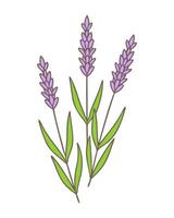 Doodles with Lavender flowers violet purple colors, contour drawing, three branches in bouquet, Provencal style. Isolated on white background. vector