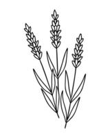 Doodles with Lavender flowers, contour drawing, three branches in bouquet, Provencal style. Isolated on white background. vector