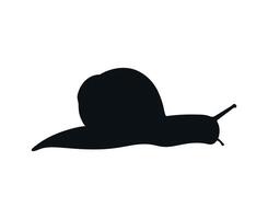 Snail silhouette isolated on white background. Snail shadow. illustration vector
