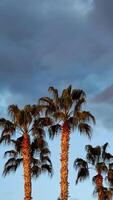 Palm trees in sunset rays against background of blue sky, copy space, vertical frame. photo