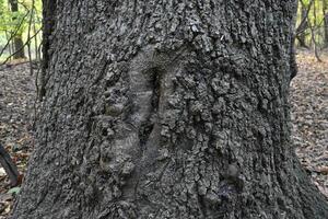 Interesting Texture of Tree Trunk, Tree Bark, Taken at Orchard Beach Park, NY photo