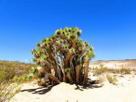 Joshua Tree Yucca Cluster Plant in California Desert photo