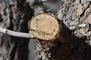 Cut Off End of a Tree Branch Close Up photo