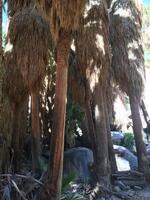 Intimate View Inside Palm Tree Oasis, Anza Borrego Desert State Park photo