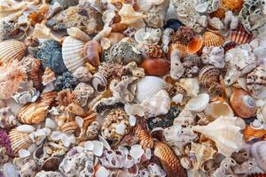 background of sea shells of different colors. many multi-colored shells. photo