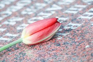 Red tulip head lying on soldier's grave stone detailed view on may 9 photo