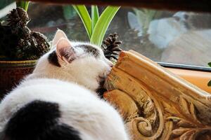 Big white and black cat with pink ears lying on window sill with potted plants and vintage terracotta part of a furnace photo