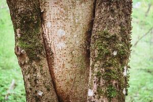 Tree trunk texture of open bark showing naked tree with blurred green forest background photo