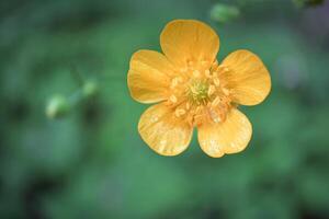 Big yellow open buttercup flower with details on green blurred background photo