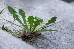 Dandelion plant leaves growing between marble tiles on paved stairs top down view photo