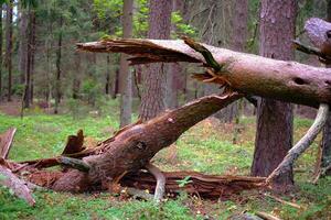 Close-up of fallen and broken tree in a sunny forest on a clear day photo