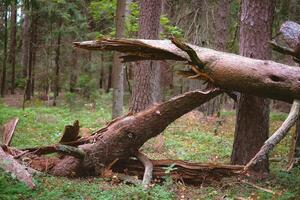Close-up of fallen and broken tree in a sunny forest on a clear day photo