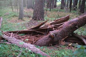Close-up of fallen and broken tree in a sunny forest on a clear day photo