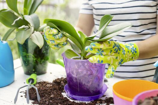 mujer en guantes es trasplante orquídeas planta dentro el nuevo maceta foto