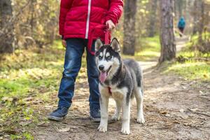 Child is walking with dog in autumn park on a sunny day. photo