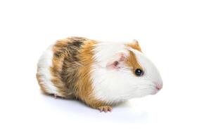 Guinea pig isolated on a white background. Domestic guinea pig photo