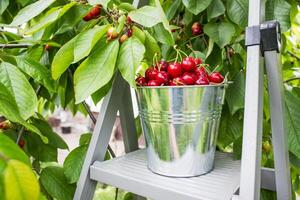 Bucket of cherries on the top of ladder on cherry branches background photo