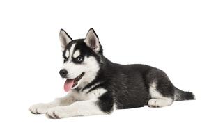 Siberian Husky puppy, 3 months old, lying in front of white background photo