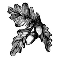 Oak twig with acorns hand drawn linear branch vector