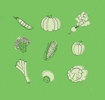 Vegetables icons peas, pumpkin, radish, broccoli, corn, pepper, leek, champignon cabbage drawing in linear style on white background vector