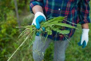 Weeds and grass in the hands of a farmer after working in the garden. photo