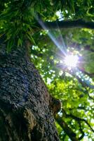 Looking up to an old tree and sunbeams through lush leaves. Summer chill background with old tree trunk and sun flare close up. High quality photo