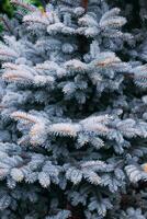 Blue European Fir tree close up. Fir tree branches nature background. Selective focus image. High quality photo