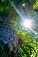Looking up to an old tree and sunbeams through lush leaves. Summer chill background with old tree trunk and sun flare close up. High quality photo