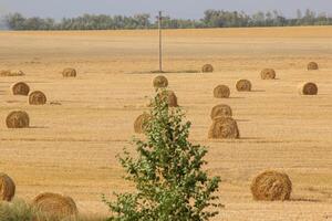 Haystacks in summer field harvesting background. Mid-simmer and autumn rural scene with hay bales and sky. . High quality photo