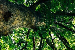 Looking up to an old tree and sunbeams through lush leaves. Summer chill background with old tree trunk and sun flare close up. High quality photo