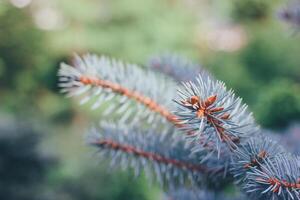 Blue European Fir tree close up. Fir tree branches nature background. Selective focus image. High quality photo