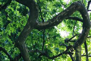 Looking up to an old tree and sunbeams through lush leaves. Summer chill background with old tree trunk and sun flare close up. High quality photo