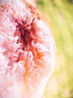 Fresh fig fruit pulp macro soft focus close up. Organic food beautiful background. Harvesting figs. Shallow depth of field fruit texture. High quality photo