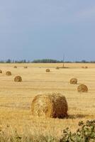 Haystacks in summer field harvesting background. Mid-simmer and autumn rural scene with hay bales and sky. . High quality photo