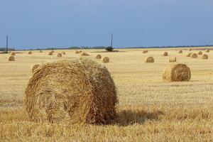 Haystacks in summer field harvesting background. Mid-simmer and autumn rural scene with hay bales and sky. . High quality photo