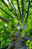 Looking up to an old tree and sunbeams through lush leaves. Summer chill background with old tree trunk and sun flare close up. High quality photo