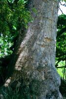 Looking up to an old tree and sunbeams through lush leaves. Summer chill background with old tree trunk and sun flare close up. High quality photo